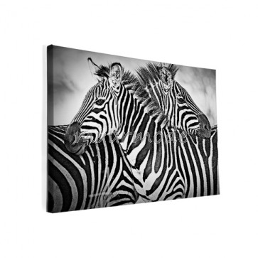 Foto op canvas Zebra
