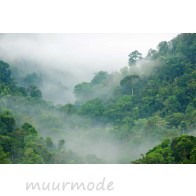 Vlies fotobehang Regenwoud in de mist