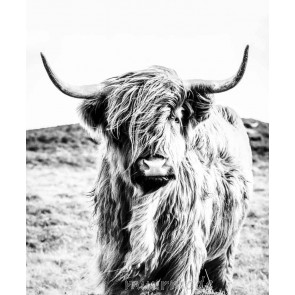 Vlies fotobehang Schotse hooglander