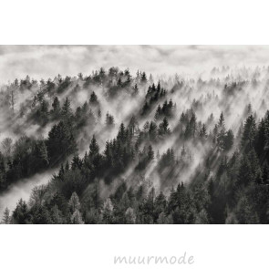 Vlies fotobehang Misty forest