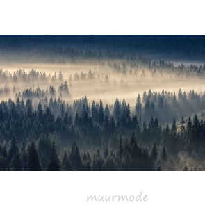 Vlies fotobehang Naaldbos in de mist 