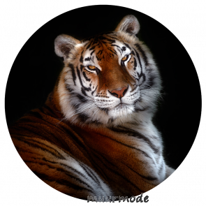 Behangcirkel Bengaalse tijger