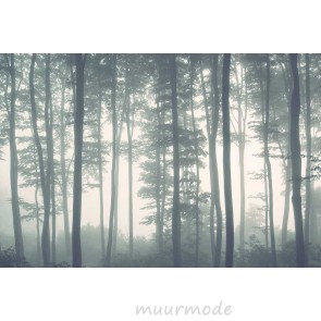 Vlies fotobehang Bomen in mistig bos