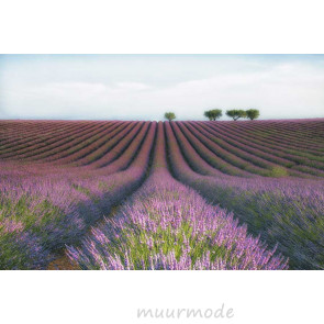 Vlies fotobehang Lavendel