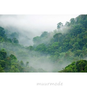 Vlies fotobehang Regenwoud in de mist