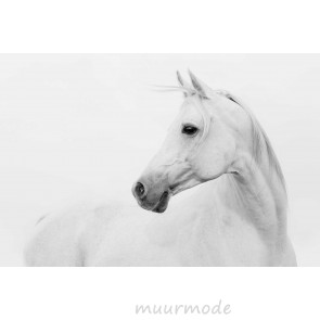 Vlies fotobehang White Arabian horse