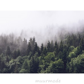 Foto op canvas Bos in de mist