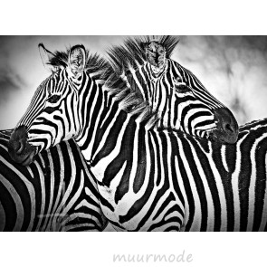 Foto op canvas Zebra