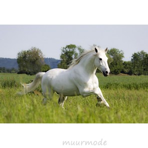 Vlies fotobehang Wit paard