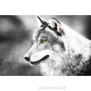 Vlies fotobehang Wolf