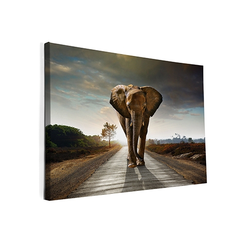 Image of Foto op canvas Olifant CV_olifant