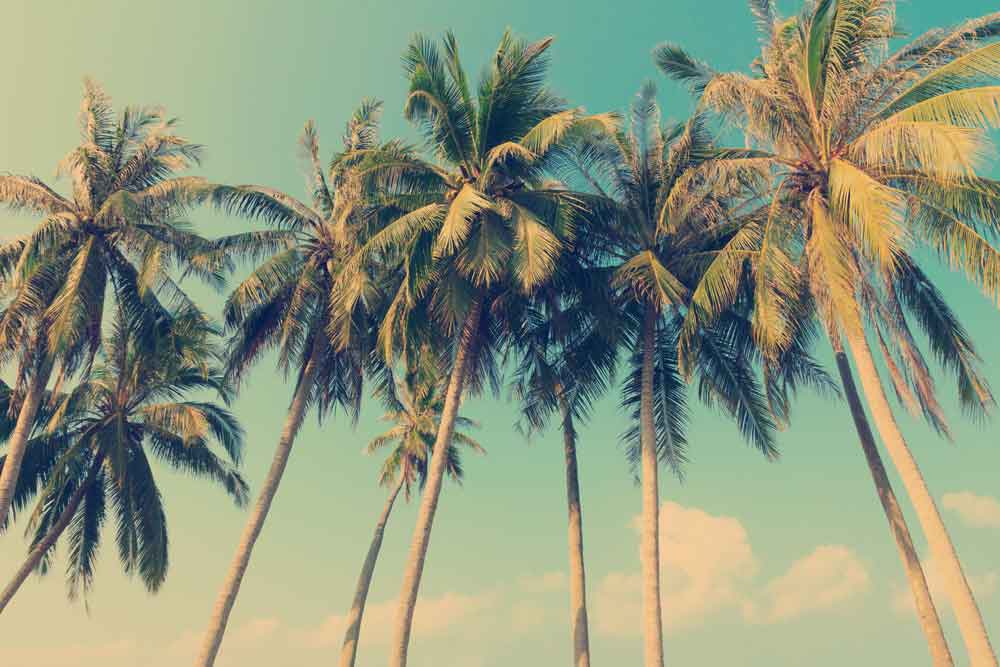 Fotobehang Tropische palmbomen