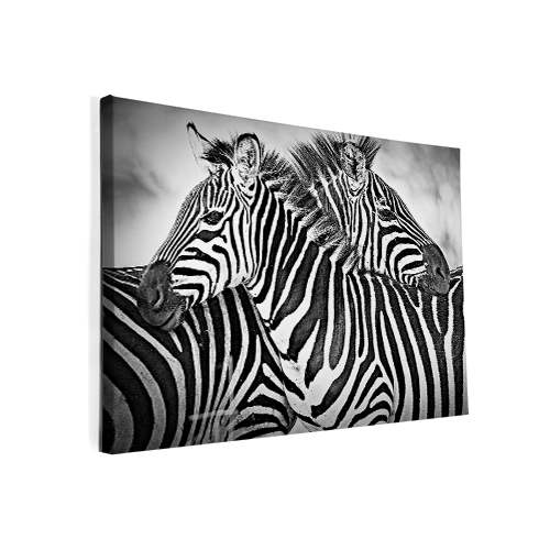 Image of Foto op canvas Zebra CV_12350566
